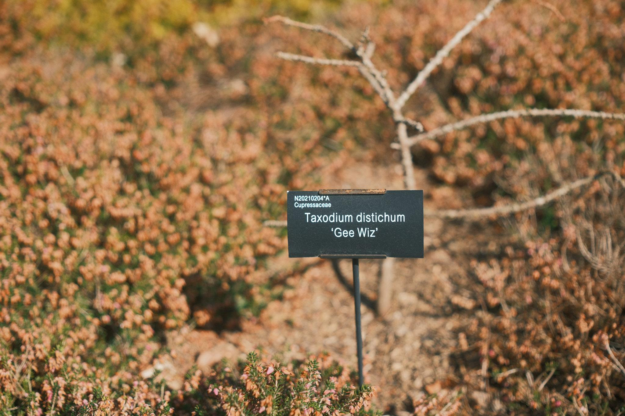 bunch of orange flowers labelled "Gee Wiz" in a garden park