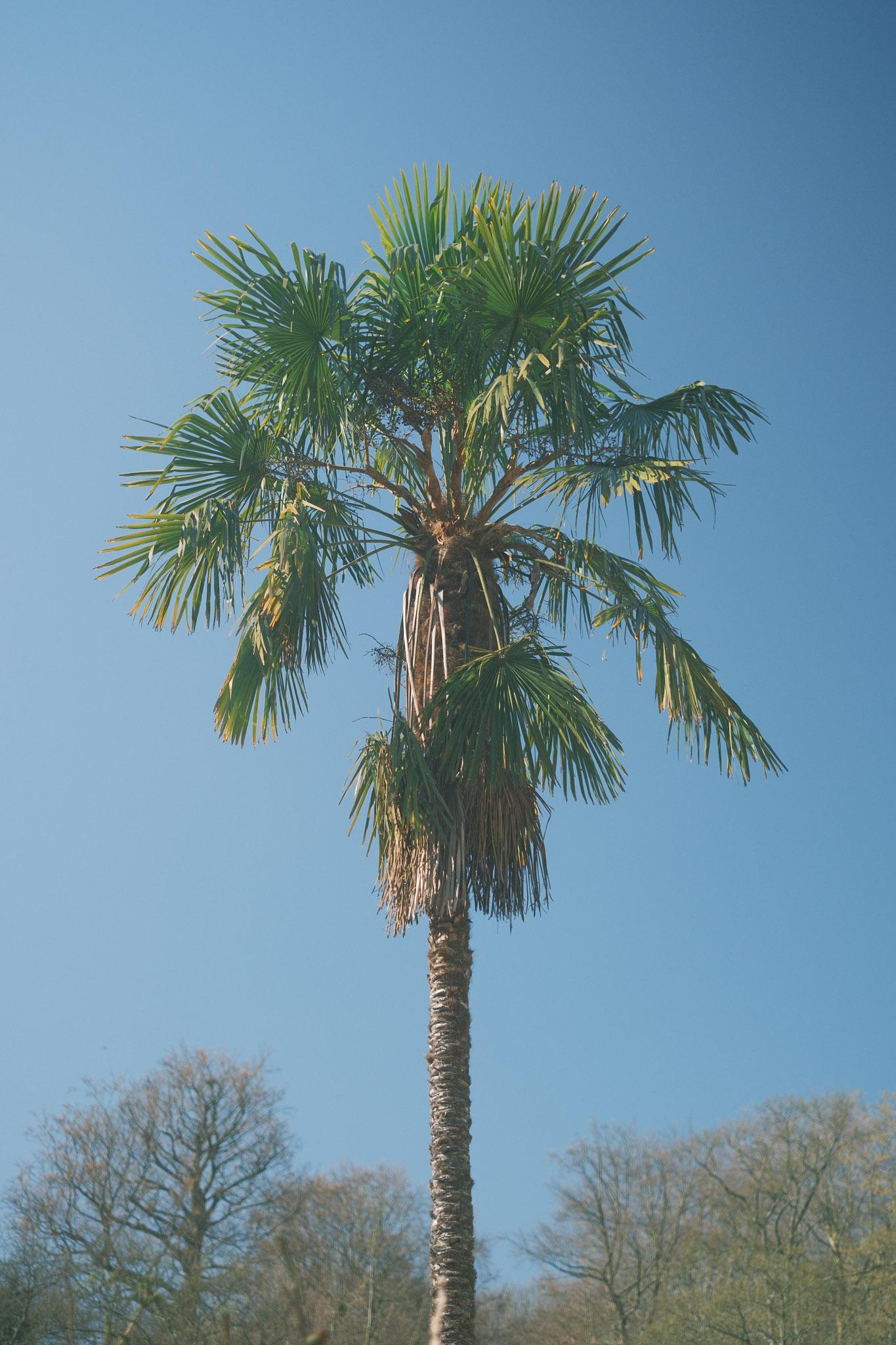 palm tree in a summery looking setting against a bright blue background