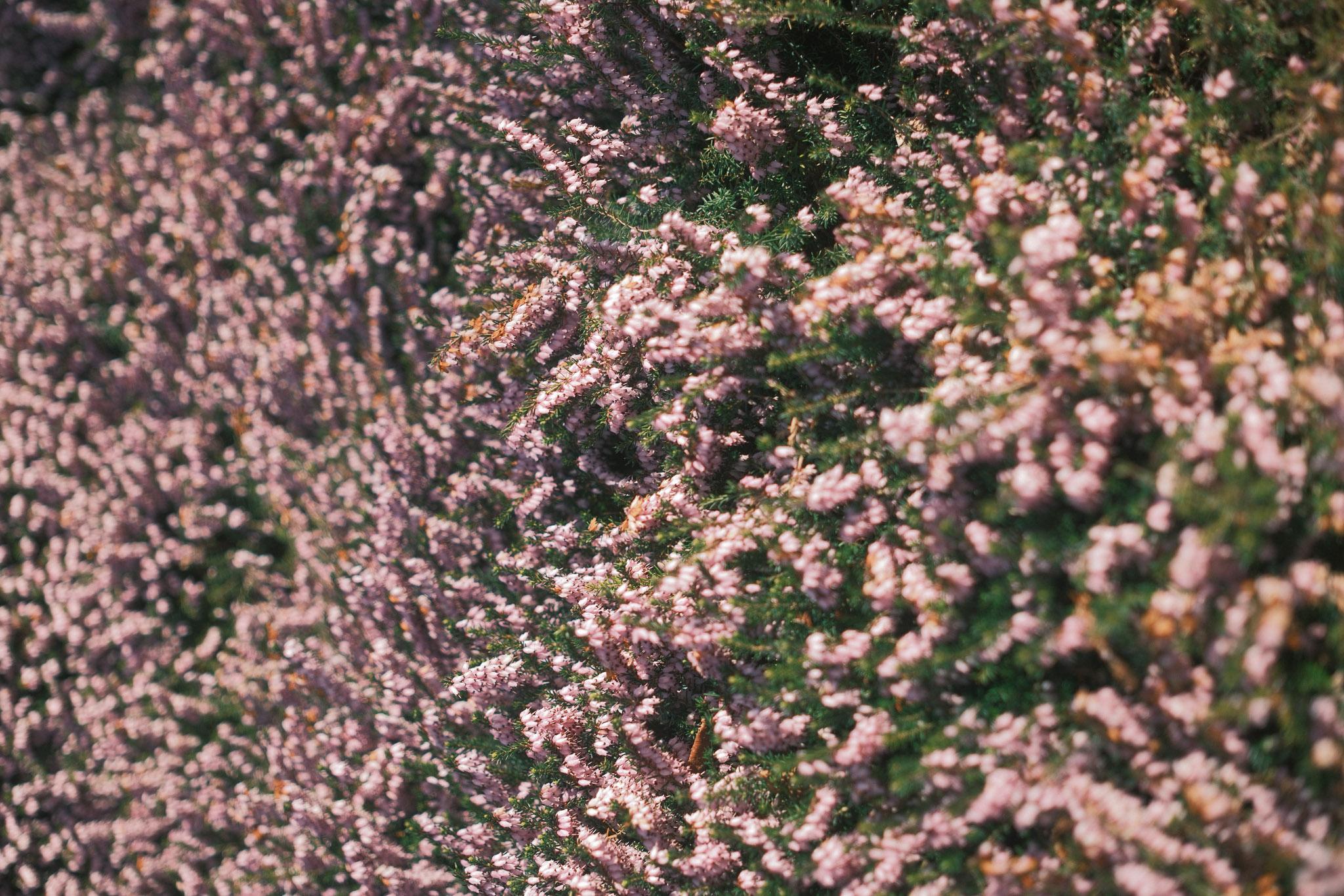 bunch of purple flowers in a garden park