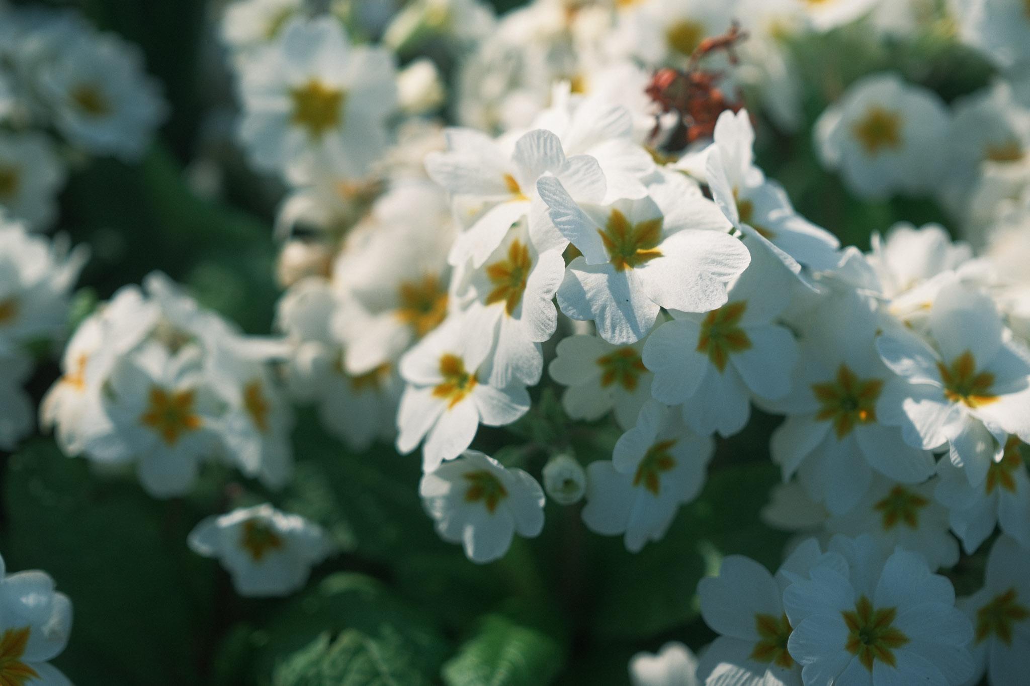 beautiful bunch of white flowers with green stems on display