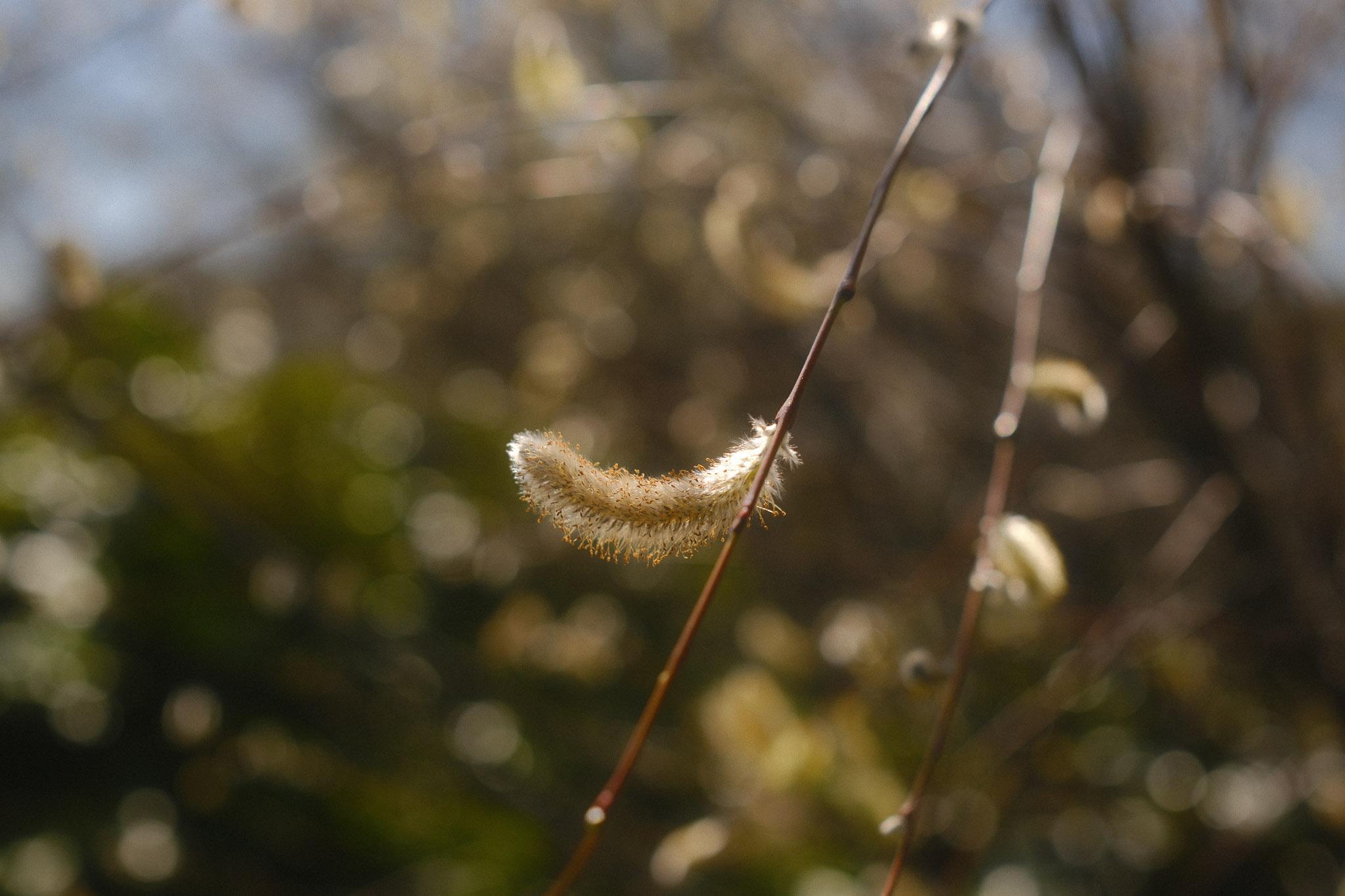 beautifully warm, single willow tree leaf in stunning focus and detail